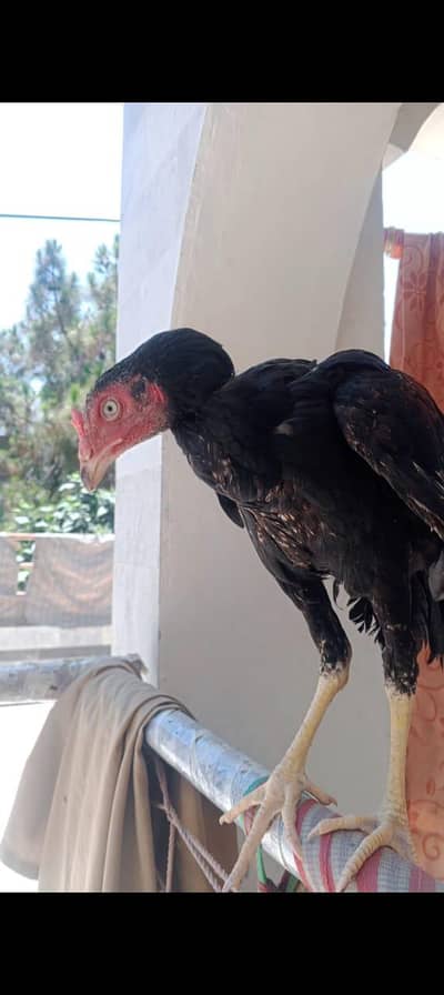 old & pure bloodline patha 03120556669