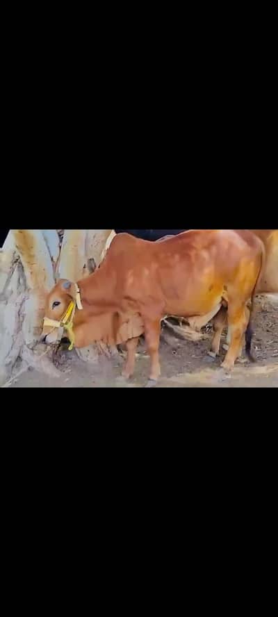 Sahiwal Nasal Bull for sale