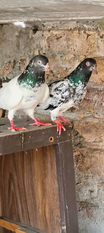 Dub wala golden pair or lakha salyta male for sale