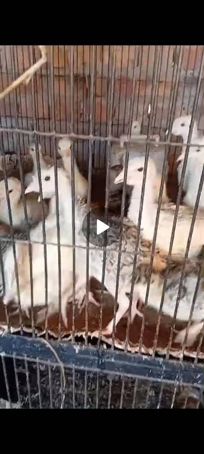 turkey chiks sale