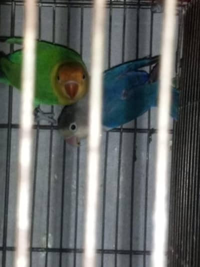 love birds