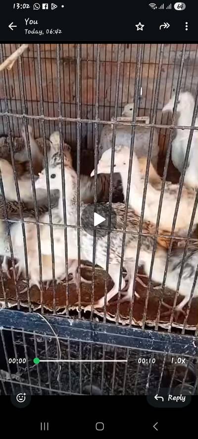 turkey chiks sale
