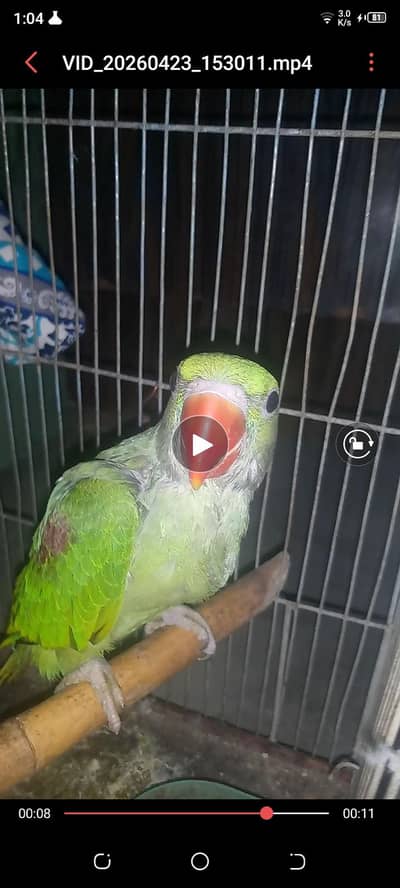 raw parrot baby and ringneck parrot for sale
