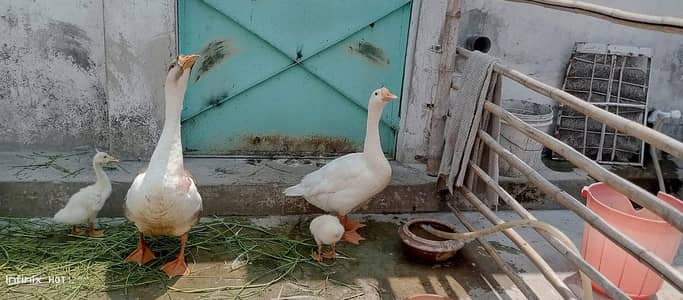White long neck ducks and chicks
