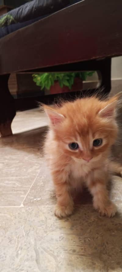 parsehn cat available