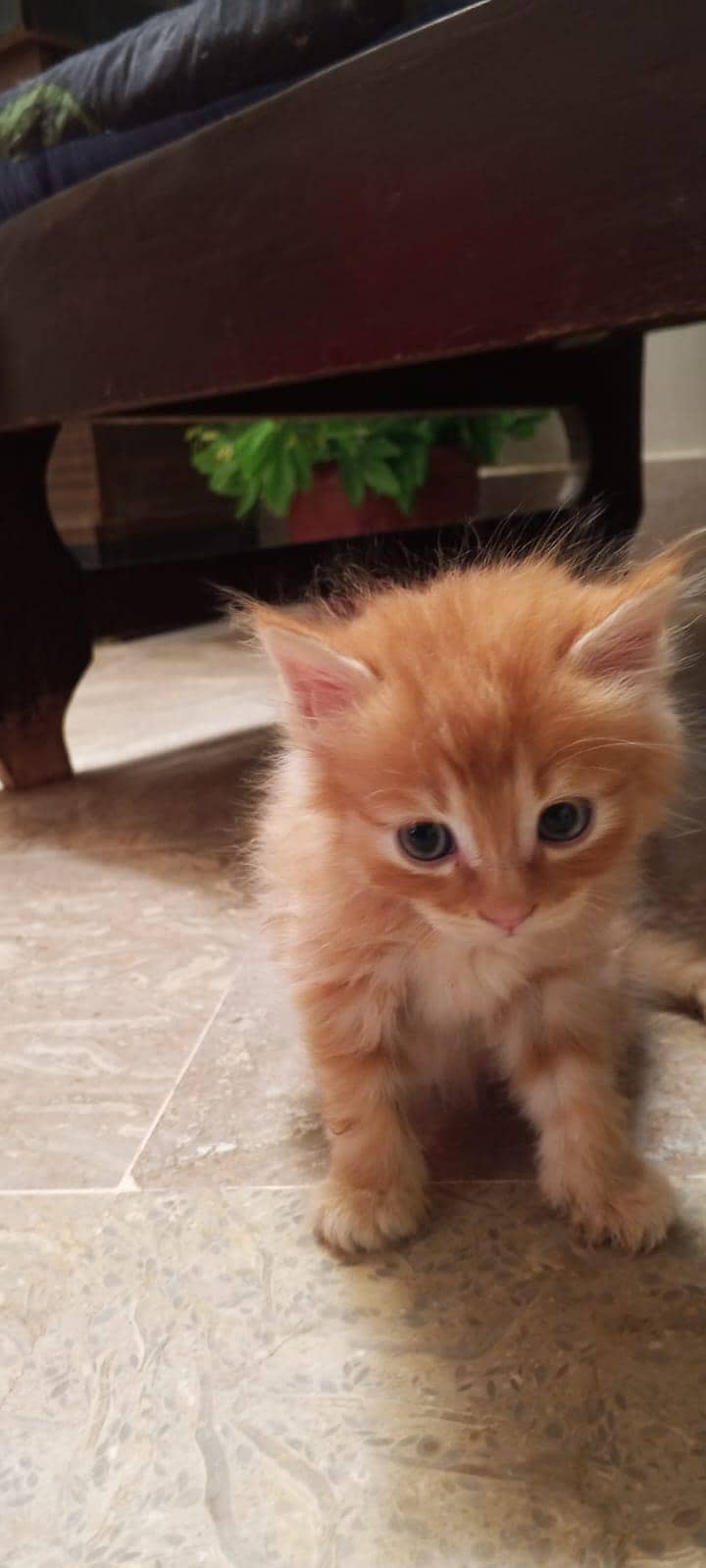 parsehn cat available 0