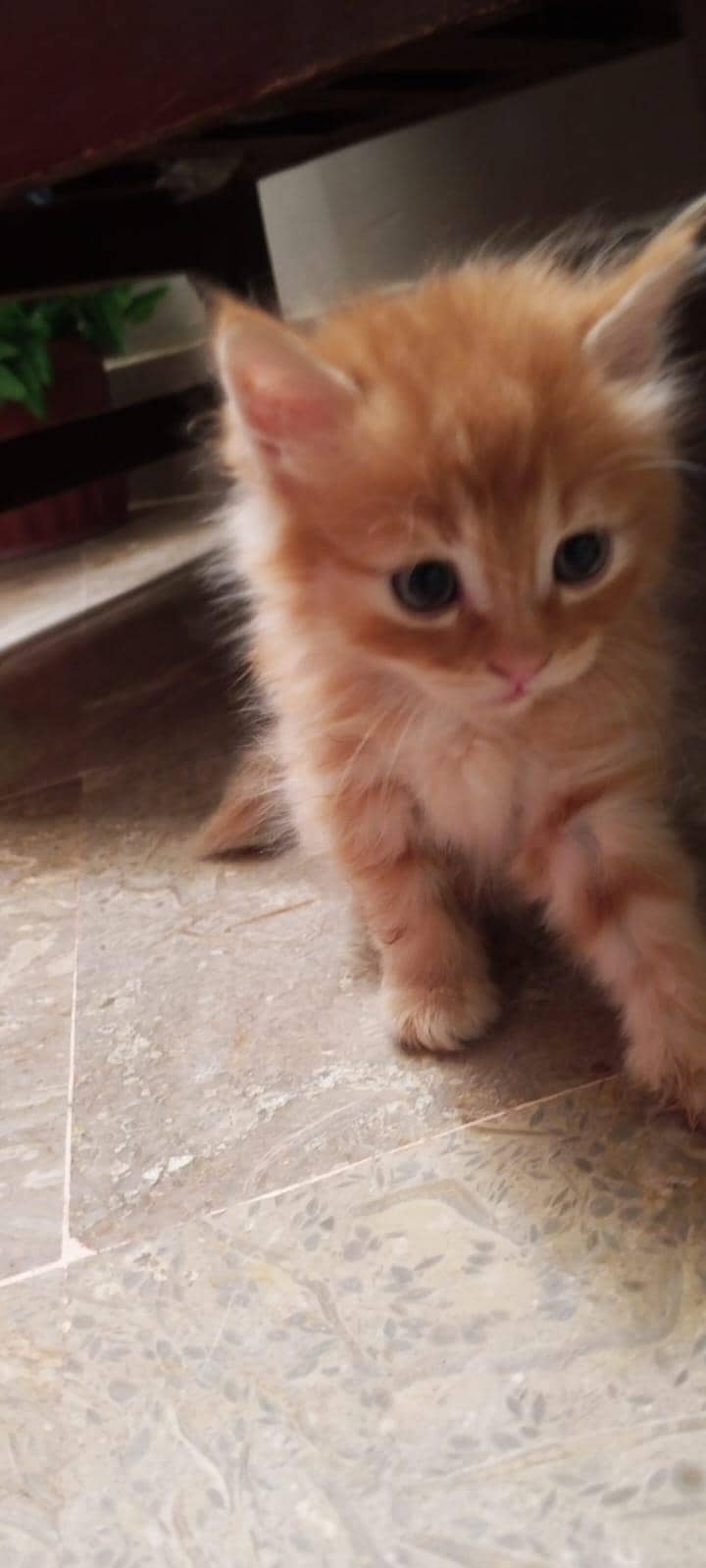 parsehn cat available 1