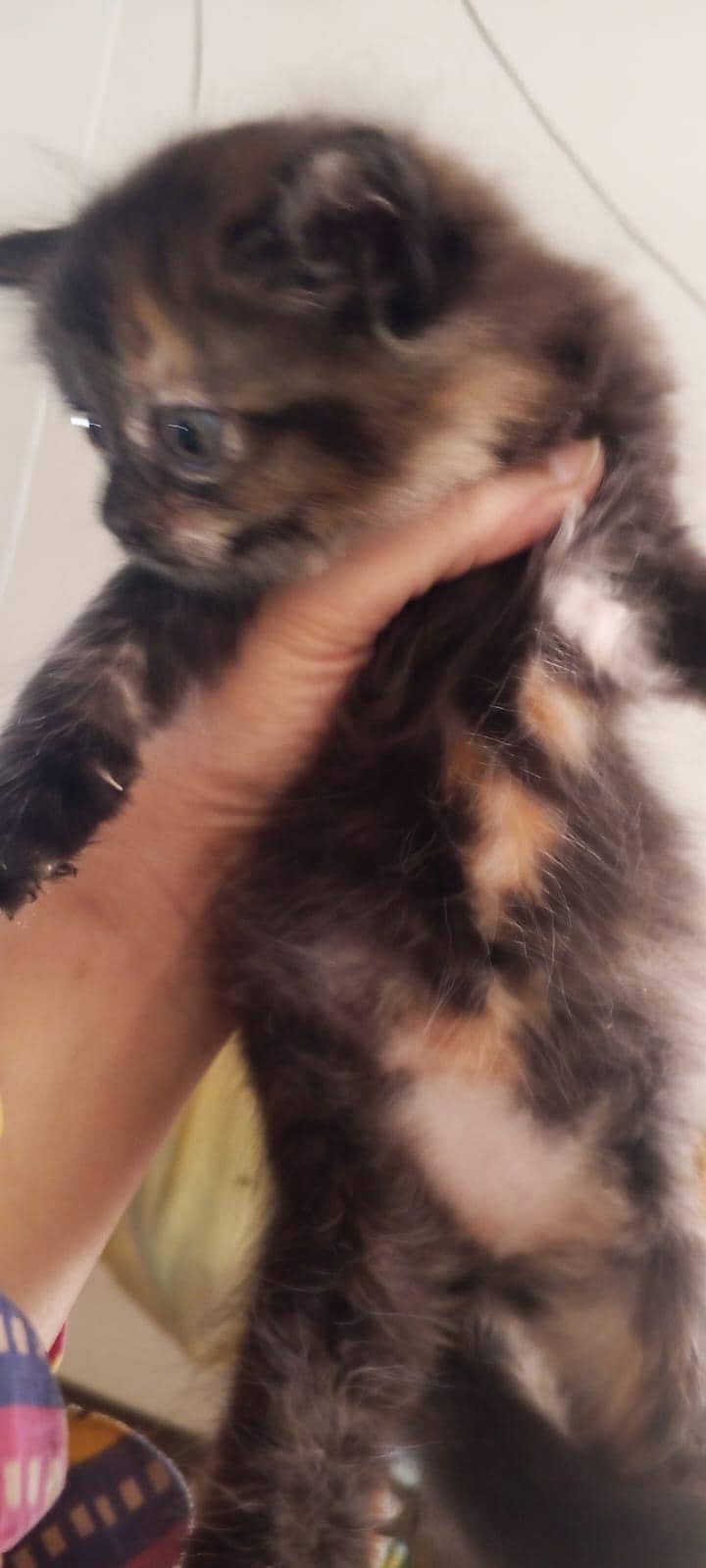 parsehn cat available 2