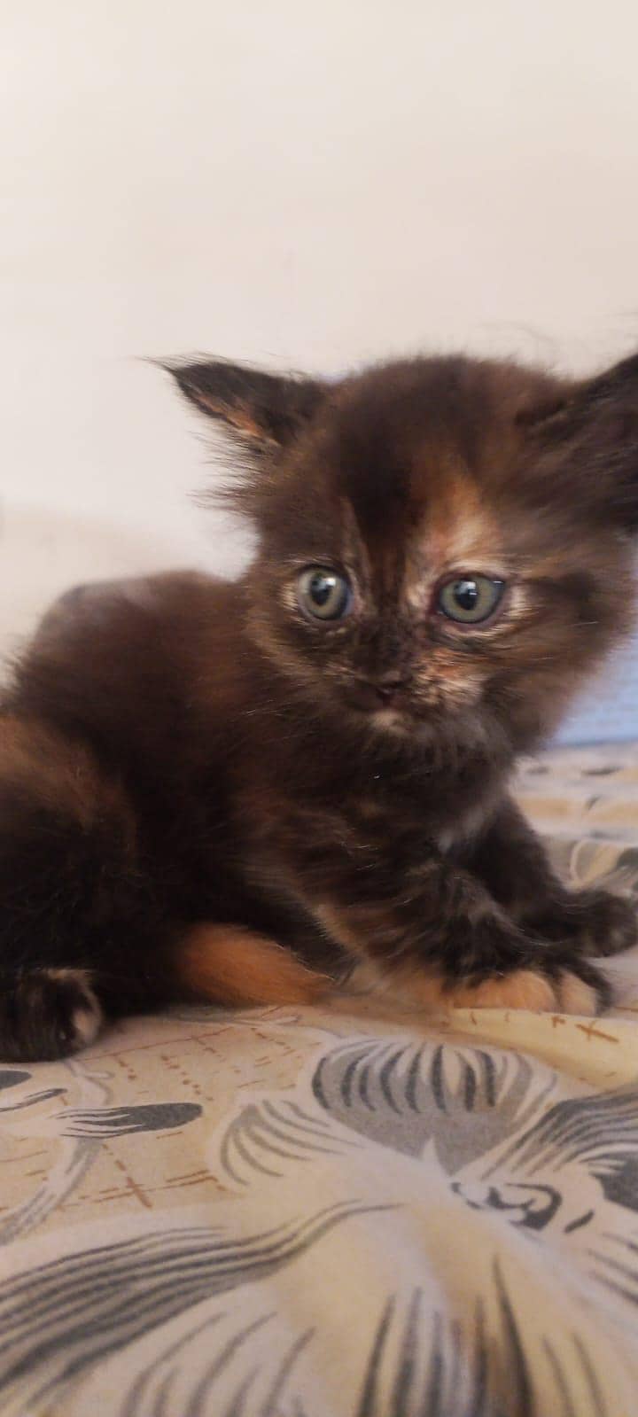 parsehn cat available 3