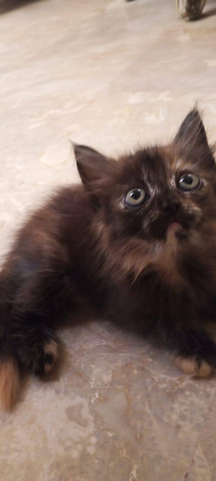 parsehn cat available 4