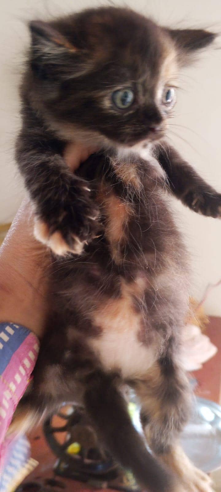 parsehn cat available 5