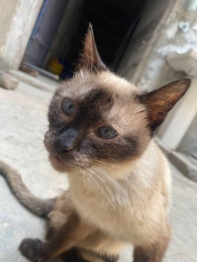 Siamese bread cat  all ok 10/10 femail 4k