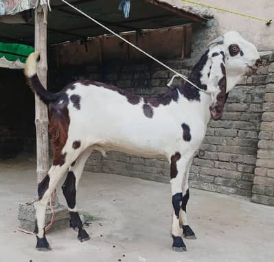 2 Dant Bakra For Sale 03133321201