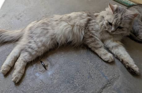 A cat and three kitten