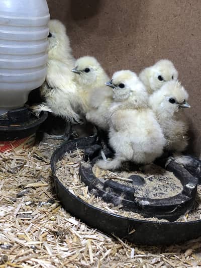 White Silky Chicks Fancy Hens Eggs