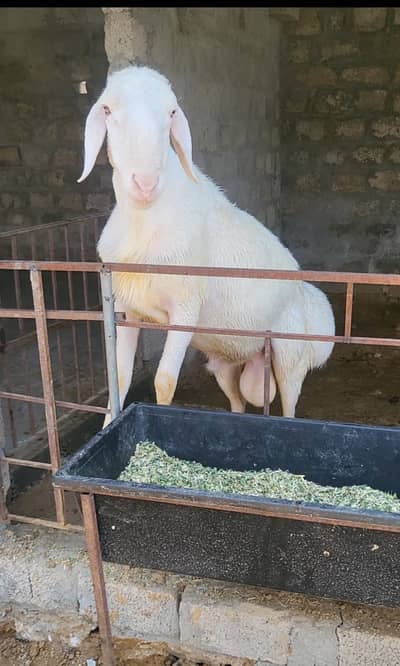 Dumbay, lambs, ages 1 saal say 2 saal