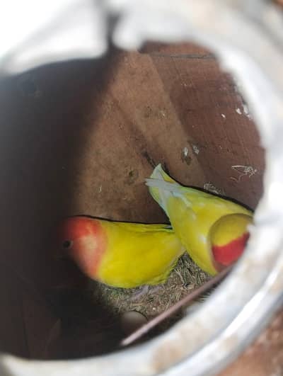 mixed love birds breeder pair available hy