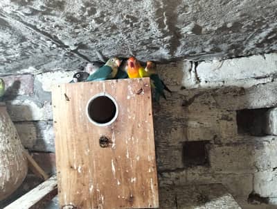 mixed love bird 4 piece available hy