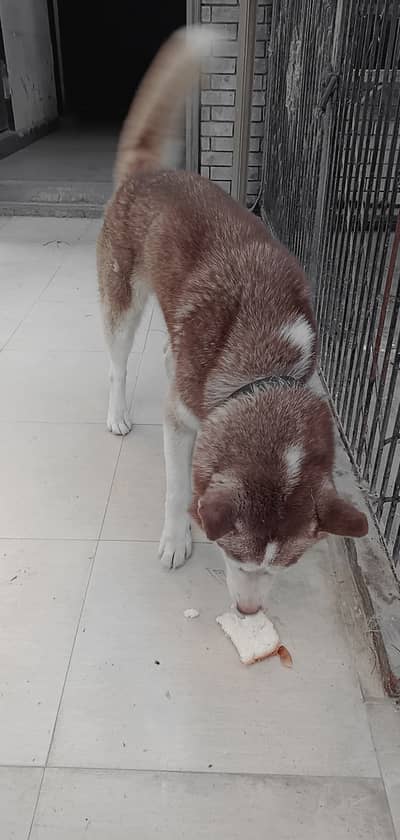 Siberian Husky Male Dog