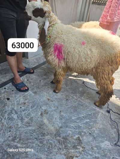 Desi and Kajlra cross Chathra Available