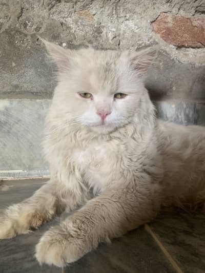 Persian Cat for sale
