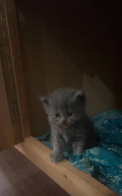 Pure persian doll face tripple coated kittens looking for new home