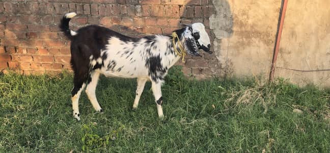 Bakra Jori |Qurabani | for sale