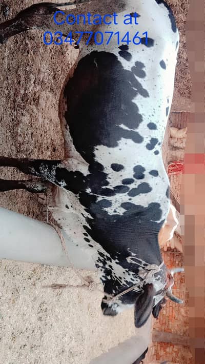 Qurbani cows