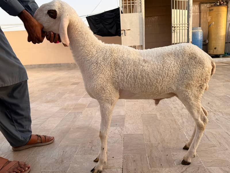 Dhumba 0