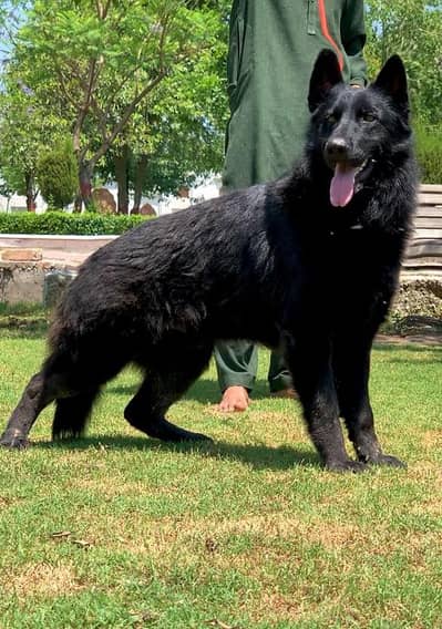 dable coat garman shepherd for sale fimly tren and security ful tren