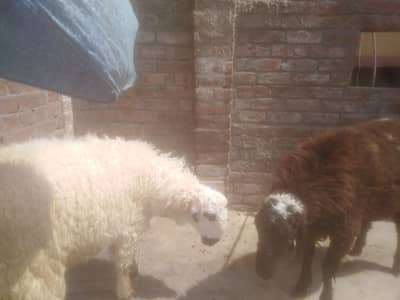 Beautiful Qurbani Pair 2026 - Reasonable Price