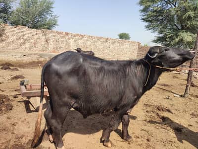Qurbani ka lia katta