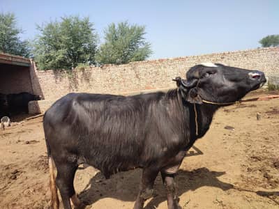 Qurbani ka lia katta