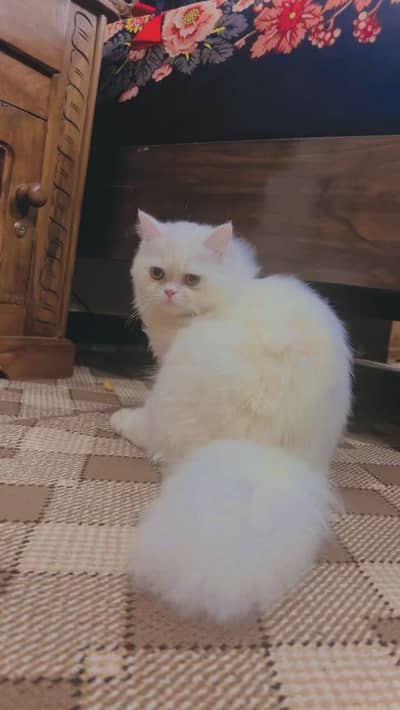 persain cat full white hain achaa cat hain