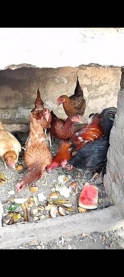 hens for sale 6 murgi 1 murgha 03004166805