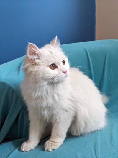 persian kitten