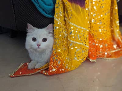 persian kitten