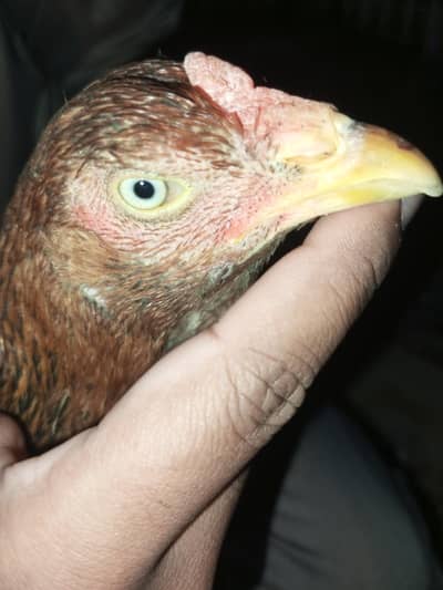 aseel shamo cross pair full active available