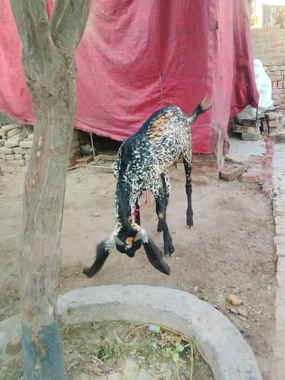 do dant h qurbani ke leye