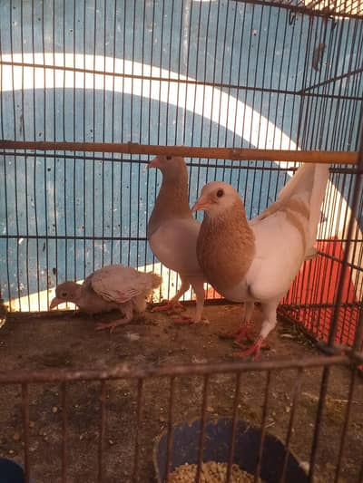 Indian Lakha Pair For sale 03102179798