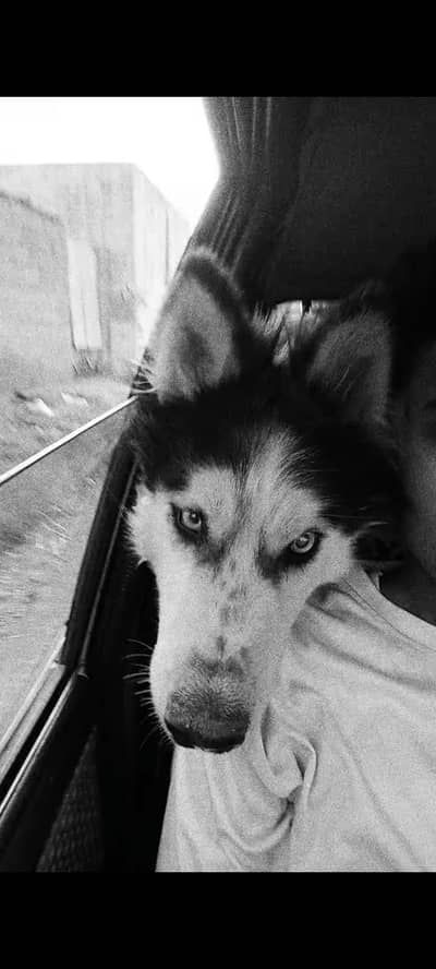 husky for sale /non pedigree