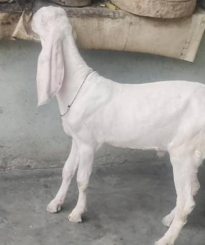 Bakra