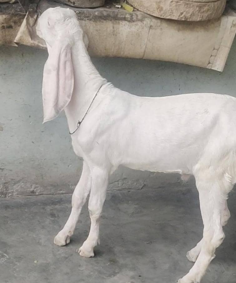Bakra 0