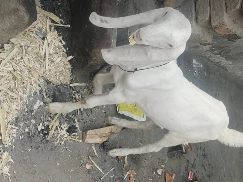 Bakra 1