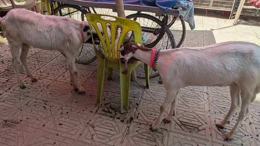 2 Dant Khassi Bakry
