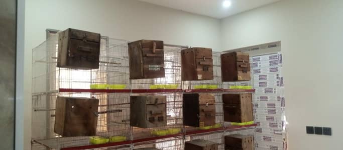 birds and cages