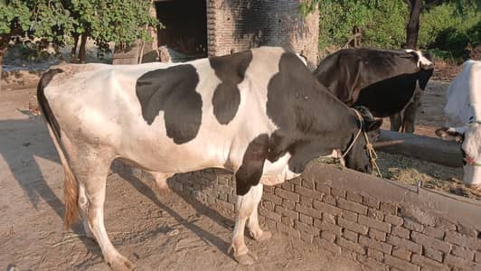 I want to sell my pretty bull in district bhakkar
