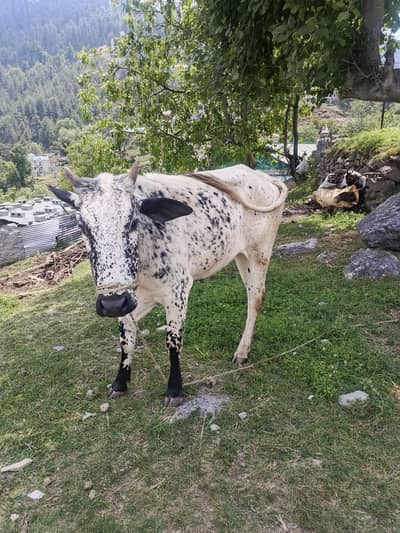 Mast bachi