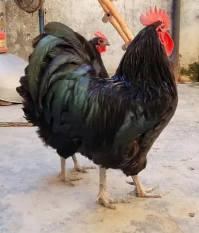 2 Male Sale