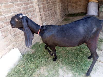 Premium goat for sale